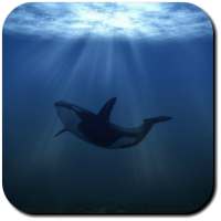 Whale Wallpapers