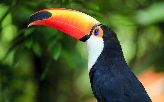 Toucan Bird Live Wallpaper screenshot 3