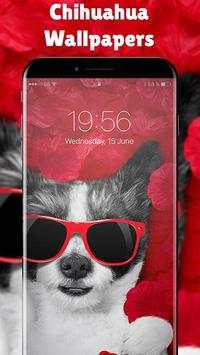 cute chihuahua screenshot 2