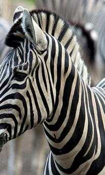 Zebra Wallpapers screenshot 3