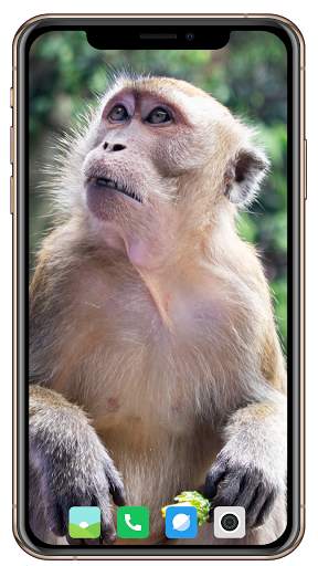 Monkey Wallpaper screenshot 4