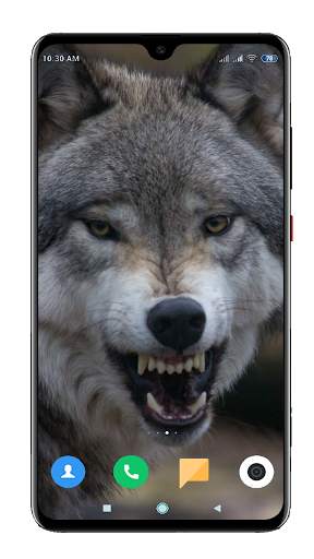 Wolf Wallpaper 4K screenshot 13