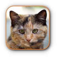 Cute Cat Wallpaper HD