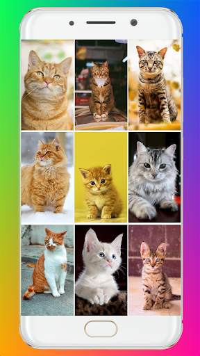 Cat Wallpaper HD screenshot 1