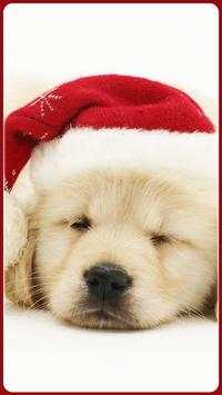 HD Golden Retriever Wallpapers Pets Dogs screenshot 3