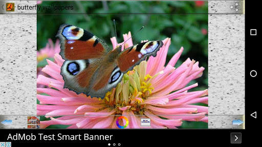 Butterfly Wallpapers screenshot 3
