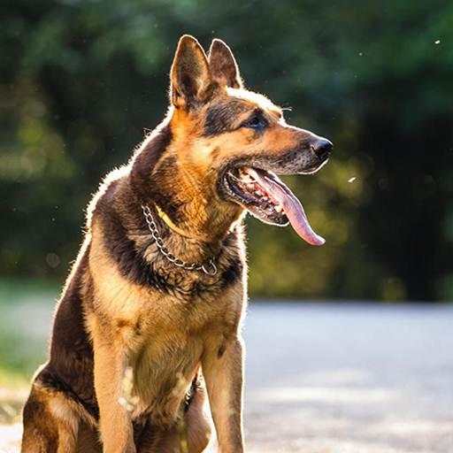 German Shepherd Dog Wallpaper 3.1