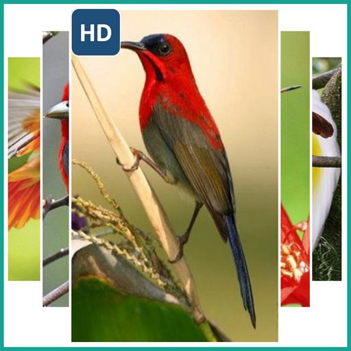 Wallpaper Various Birds आइकन