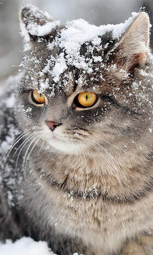 Snow Cats Live Wallpaper screenshot 2