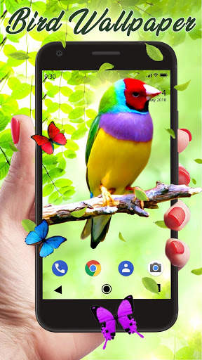 Bird APUS Live Wallpaper screenshot 1
