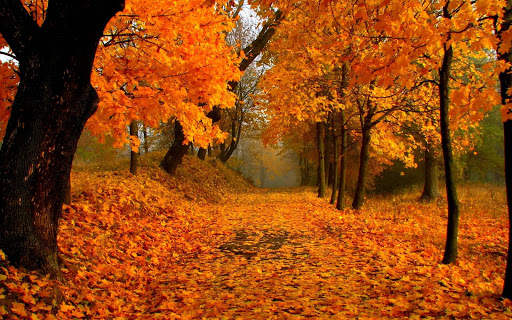 Autumn Wallpapers | hd backgrounds screenshot 12