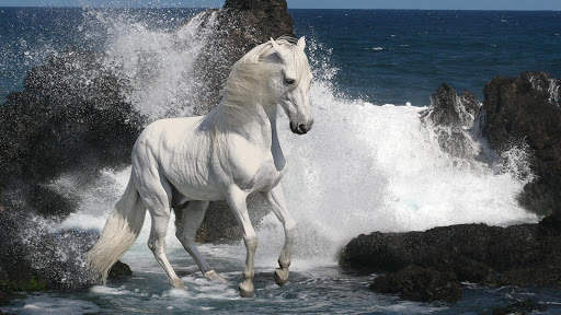 Horses Live Wallpaper (wallpapers & backgrounds) screenshot 8