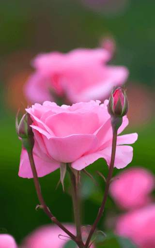 Pink Roses Live Wallpaper screenshot 7