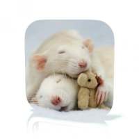 Rat Care on 9Apps