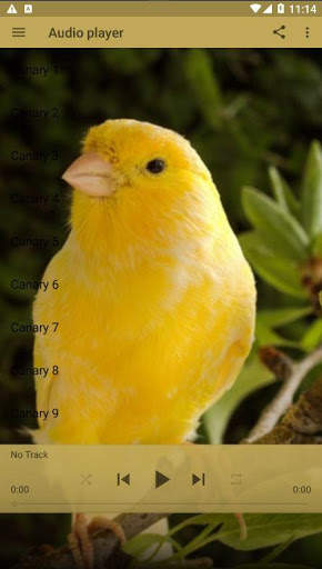 Canary Bird Sounds Real screenshot 1