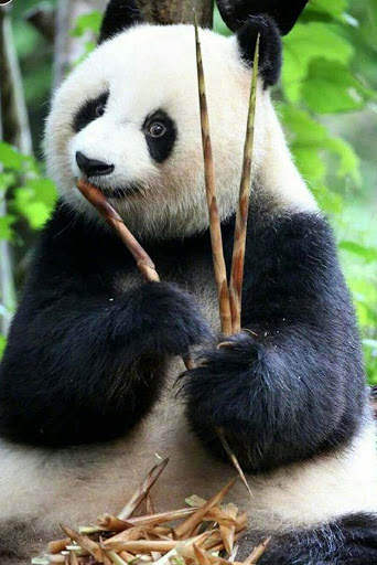 Panda Wallpaper - Cute Panda Wallpapers 🐼 screenshot 11