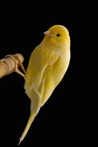 Goldfinch vscanary -top birds screenshot 2