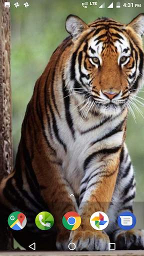 Tiger Wallpapers HD 2 تصوير الشاشة
