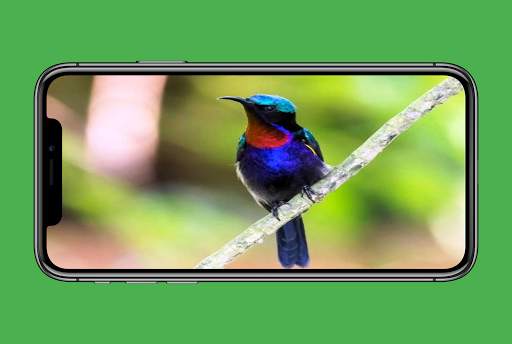 Suara Kolibri Buat Pikat скриншот 5