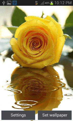 Yellow Rose Shine LWP screenshot 1