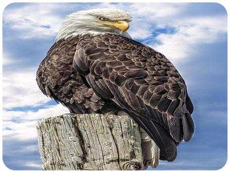 The most beautiful birds in the world screenshot 7