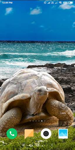 Turtle HD Wallpaper screenshot 4