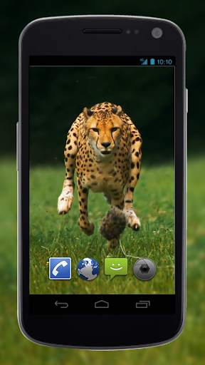 4K Cheetah Sprint Live Wallpaper screenshot 2