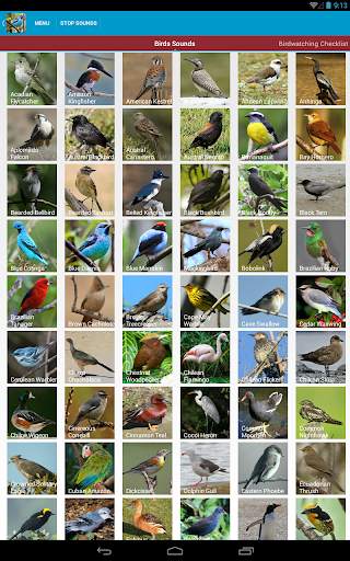 South American Birds Free स्क्रीनशॉट 18