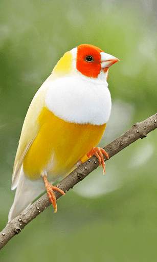 Birds Wallpapers New screenshot 9