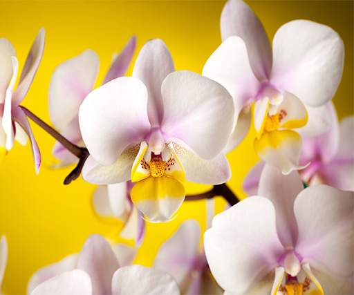 White Orchid Live Wallpaper screenshot 2