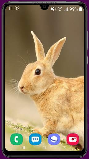 Rabbit HD Wallpaper screenshot 8