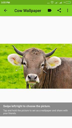 Cow Wallpaper screenshot 15