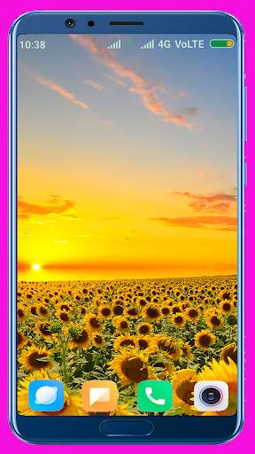 Sunflower HD Wallpaper screenshot 6