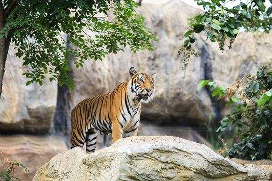 Wild Animal Photo Backgrounds 12 تصوير الشاشة