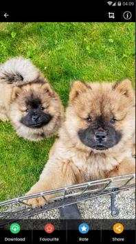 Wallpaper Chow Chow Puppies screenshot 5