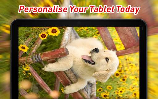 Golden Retriever Wallpaper screenshot 8
