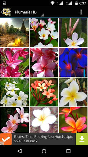 Plumeria Flower HD Wallpaper screenshot 7