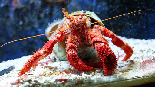Aquarium Live Wallpaper (Wallpapers & Backgrounds) screenshot 10
