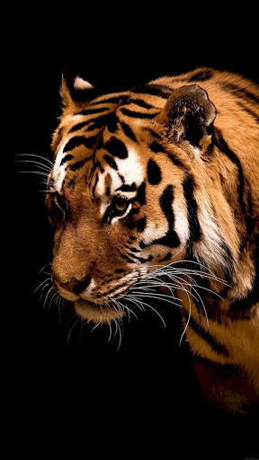 Tiger Wallpapers 4K screenshot 9