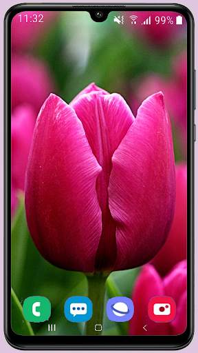 Tulips Wallpaper Best HD screenshot 8