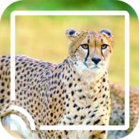 Wild Animals for Chromecast TV