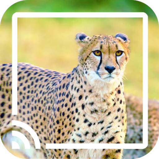 Wild Animals for Chromecast TV 2.0