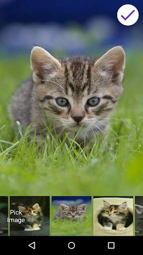 Kitten Lock Screen 7 تصوير الشاشة