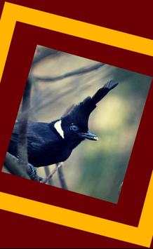 Kumpulan Suara Burung Gacor screenshot 2