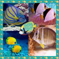 Fish Photo Collage Maker logo