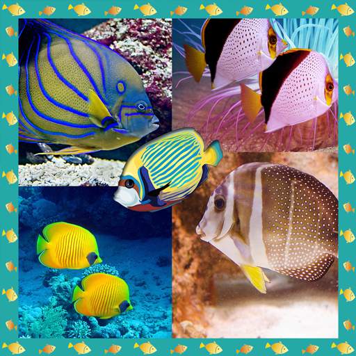 Fish Photo Collage Maker 1.5