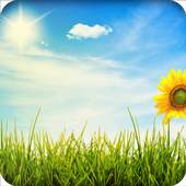 Live Weather Wallpaper 1.0