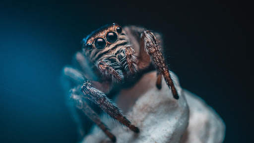 Spider Live Wallpaper (Wallpapers & Backgrounds) screenshot 9