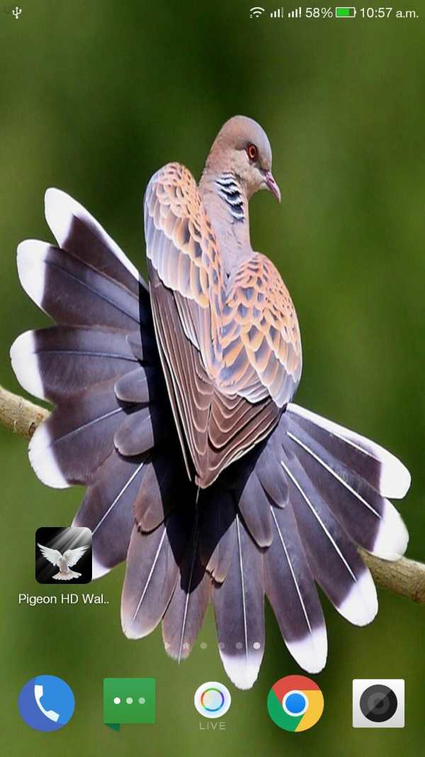 Pigeon HD Wallpaper screenshot 10
