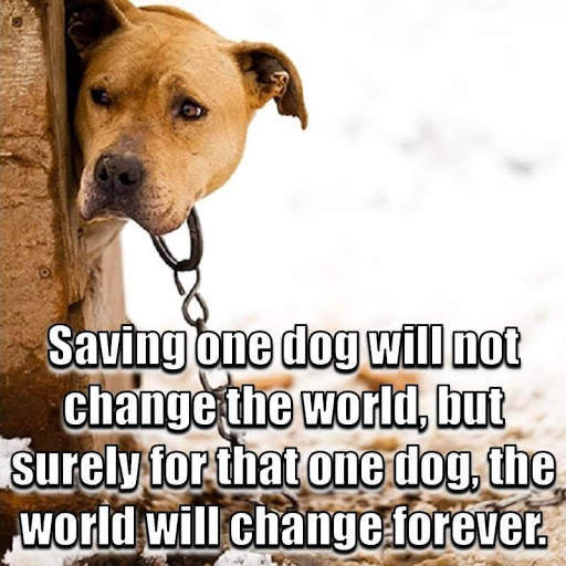 Animal Lover Quotes - Dog Lover Status - Cat Love screenshot 14